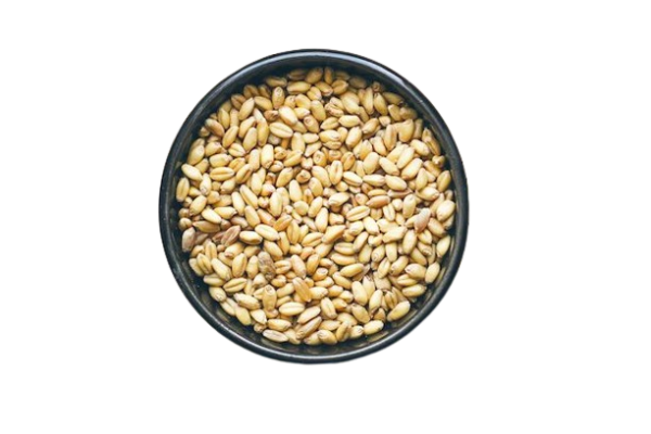 wheat
